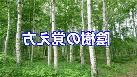 陰樹 種類